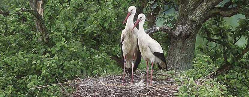 Foto: Walter Angst – Storchennest, Affenberg Salem Foto: Walter Angst – Storchennest, Affenberg Salem