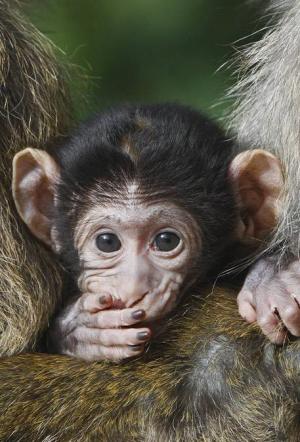 Foto: Affenberg Salem Foto: Affenberg Salem