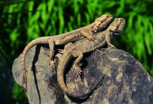 Echsen-Reptilienhaus Unteruhldingen Echsen-Reptilienhaus Unteruhldingen