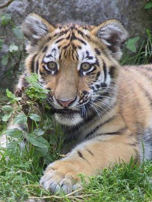 Foto: Walter Zoo – Tigerbaby